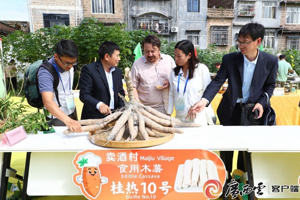 与会人员观摩2025年兴业县农民丰收节上的木薯桂热10号。宁蕾 摄_副本.jpg