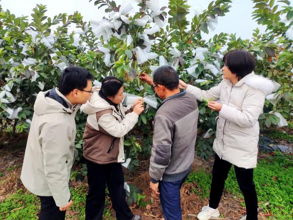 广西热作所特色水果先锋队赴玉林市开展科技服务