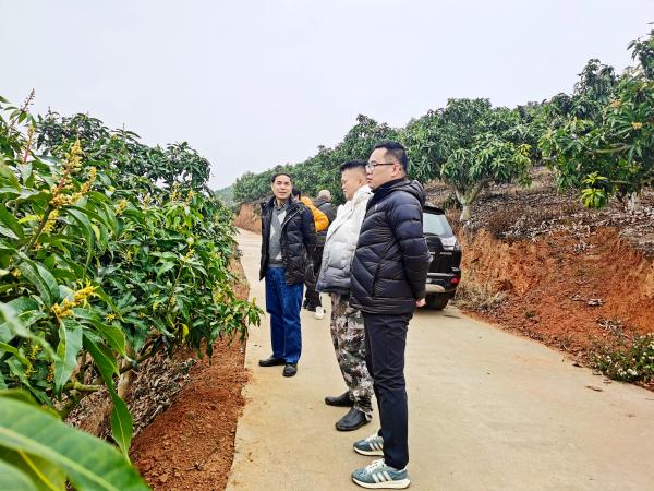 广西芒果创新团队首席专家团队到百色市芒果产区进行生产调研