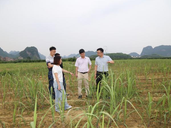 广西籽金都农业科技有限公司负责人到甘蔗桂热2号示范基地交流合作