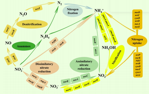 upfile 与土壤氮循环相关的功能基因_副本.jpg