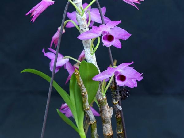 麝香石斛 麝香石斛
