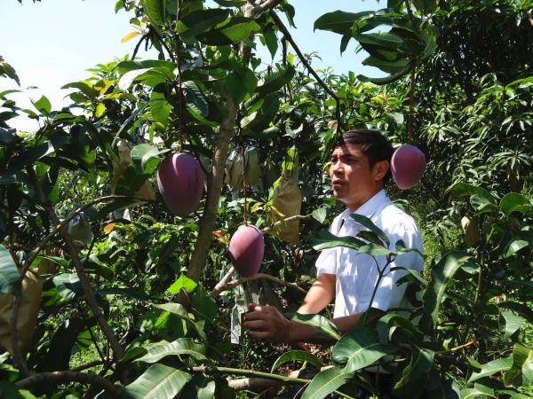 黄国弟:30余年芒果研究之旅,助力产业高速发展