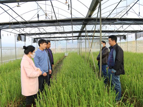 广西热作所甘蔗研究团队赴百色市开展甘蔗桂热2号推广调研工作