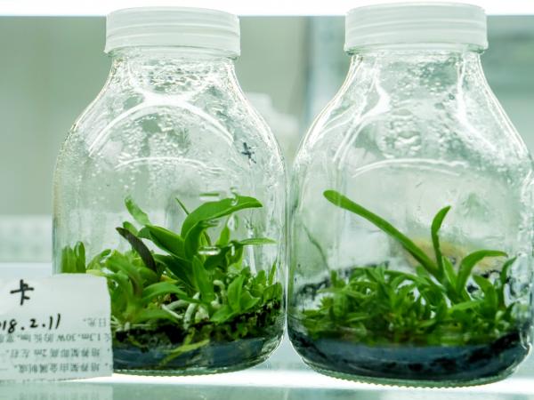 兰花组培 兰花组培
