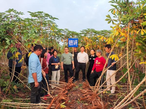 广西热作所选育的桂热14号等3个木薯新品种通过国审现场鉴评