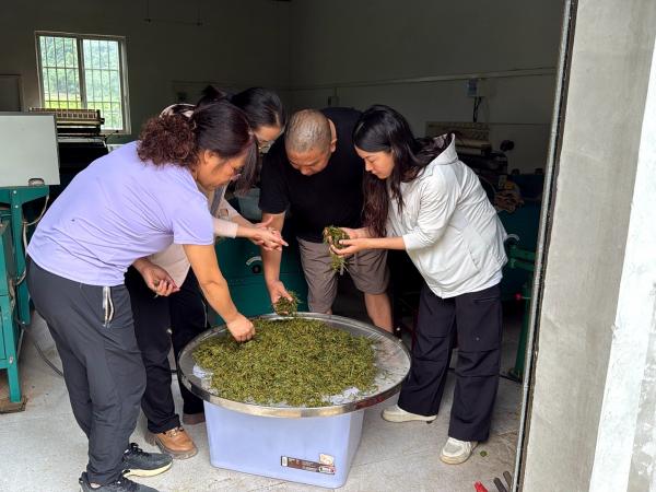 广西茶叶产业创新团队南宁试验站赴马山开展技术指导及试验