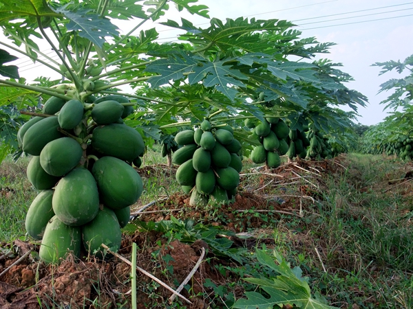 1753780473997954.jpg 桂热1号成片植株结果_副本.jpg