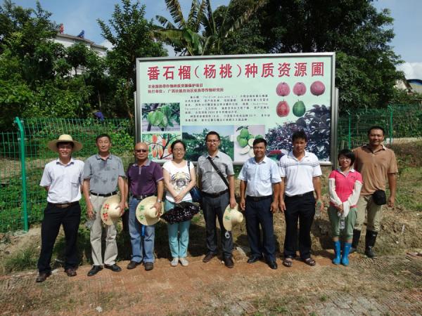 广西热作所4个种质资源保护项目顺利通过农业部南亚办的中期检查