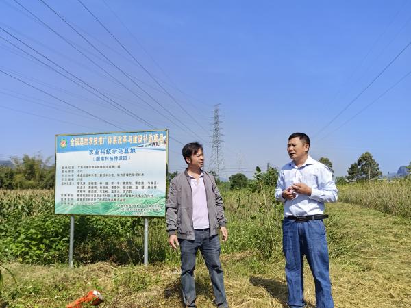 国家乡村振兴重点帮扶县广西都安科技特派团团长到都安开展蚕桑产业调研帮扶服务