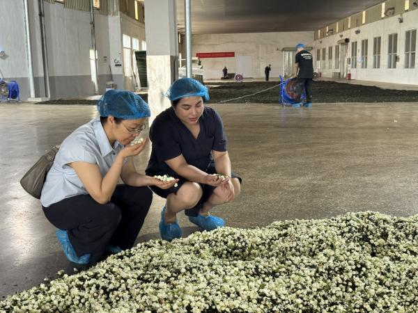 广西热作所科技人员赴横州开展科技服务