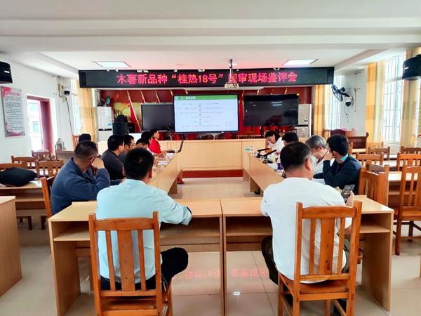 广西热作所选育的桂热14号等3个木薯新品种通过国审现场鉴评