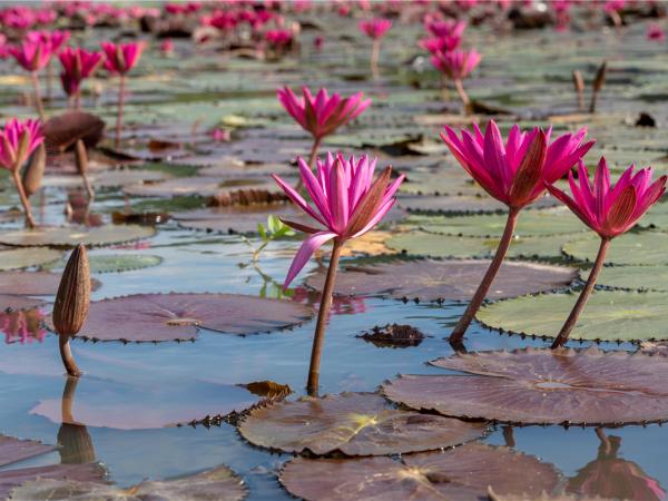 热作所(东盟)亚热带植物园 热作所(东盟)亚热带植物园