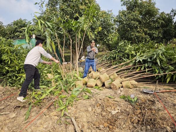 芒果研究中心开展种质资源圃实生苗种植工作
