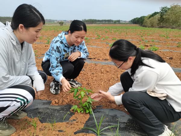 广西热作所番木瓜种质资源创新利用团队到横州市开展番木瓜种植技术服务工作