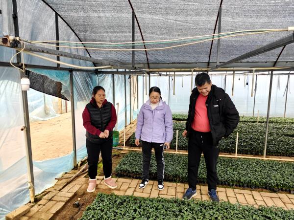 广西热作所番木瓜种质资源创新利用团队前往横州市开展番木瓜产业技术服务工作