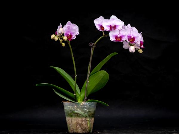 蝴蝶兰2 蝴蝶兰2