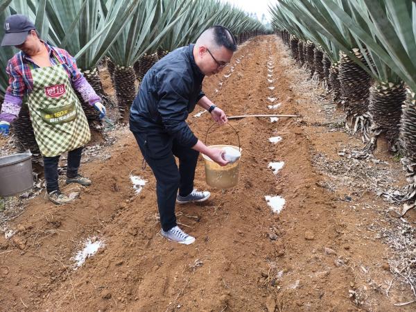 国家麻类产业技术体系南宁剑麻试验站赴横州市开展麻园施肥技术指导