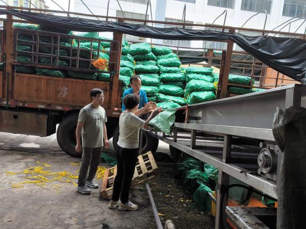 广西芒果创新团队采后技术与质量安全岗位功能专家赴企业开展技术指导