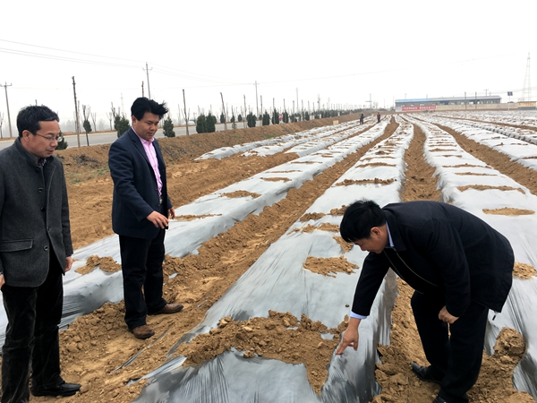 山东地膜全覆盖保温种植_副本.jpg