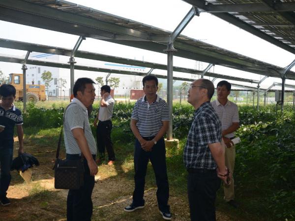 广西热作所黄强所长带队赴广西明阳农场学习交流