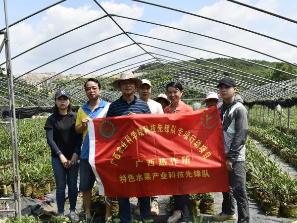 广西热作所特色水果产业科技先锋队到宾阳和来宾等地开展澳洲坚果科技服务
