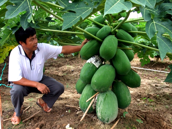 1753780410431420.jpg 图片3检查生长情况_副本.jpg