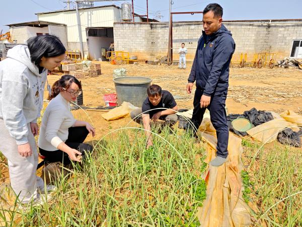 广西热作所科研第三党支部党员开展科技服务活动