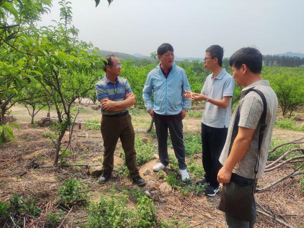 广西热作所桂南综合试验站携手东华大学专家助力灵山县蜂糖李产业发展