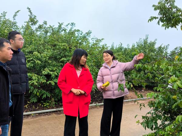 广西特色水果产业创新团队首席专家团队前往南宁市江西镇开展杨桃技术指导服务