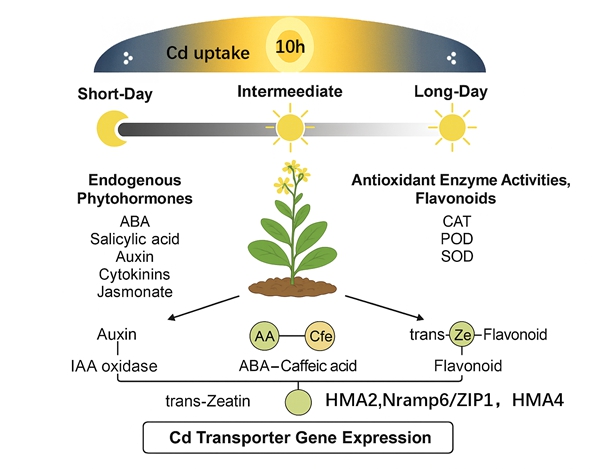 Graphical abstract 拷贝_副本_副本.jpg