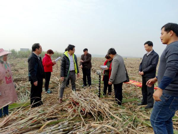 广西农垦局组织专家对甘蔗科研攻关项目进行现场查定