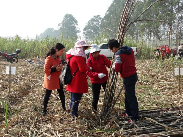 广西农垦局组织专家对甘蔗科研攻关项目进行现场查定