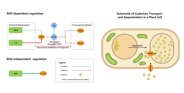 1760515055258563.jpg 图2 激素-ROS-转运蛋白调控模型示意图_副本_副本.jpg