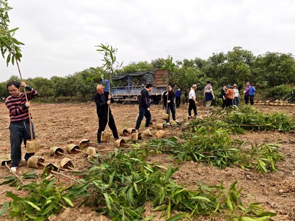 芒果研究中心开展种质资源圃实生苗种植工作