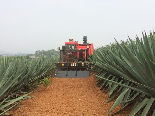 剑麻园粉垄 剑麻园粉垄