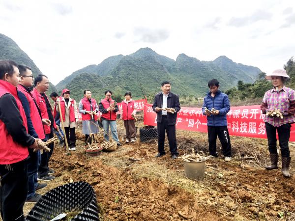 国家乡村振兴重点帮扶县广西都安科技特派团木薯产业组赴都安开展科技支农促春耕活动