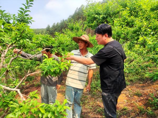 广西落叶果树产业团队桂南综合试验站专家赴马山县等地开展技术服务工作