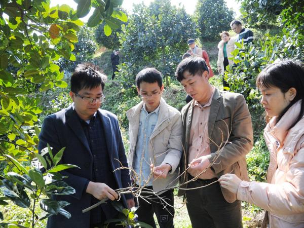 玉林日报:自治区农业专家将技术送到林间地头