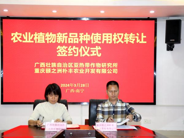 广西热作所自主选育的木薯新品种“桂热11号”“桂热13号”品种使用权成功转让