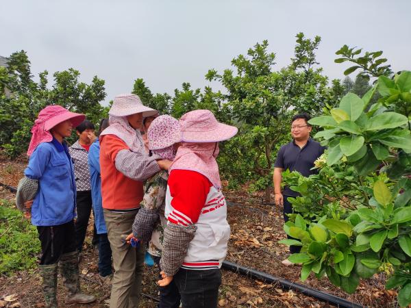 广西热作所科研第三党支部到来宾市兴宾区小平阳镇岭头村开展“春耕一线党旗红”活动