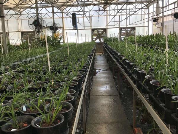 兰科植物种质资源圃 兰科植物种质资源圃