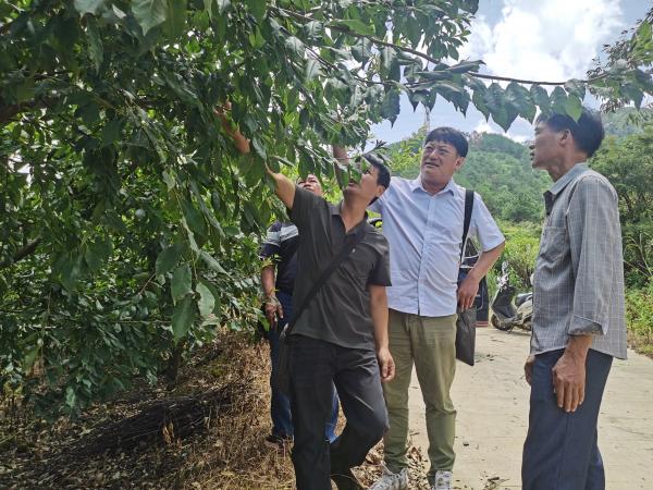 广西落叶果树产业创新团队桂南综合试验站赴岑溪市开展三华李科技服务工作