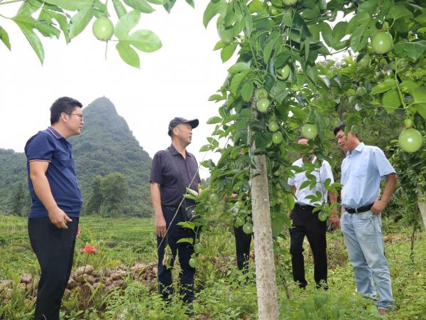 广西热作所赴天峨县六排镇令当村调研农业特色产业