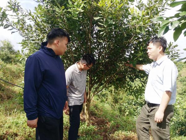 广西热作所特色水果产业科技先锋队到博白县开展技术服务