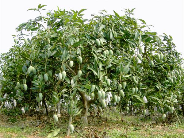 桂热芒82号结果状 桂热芒82号结果状