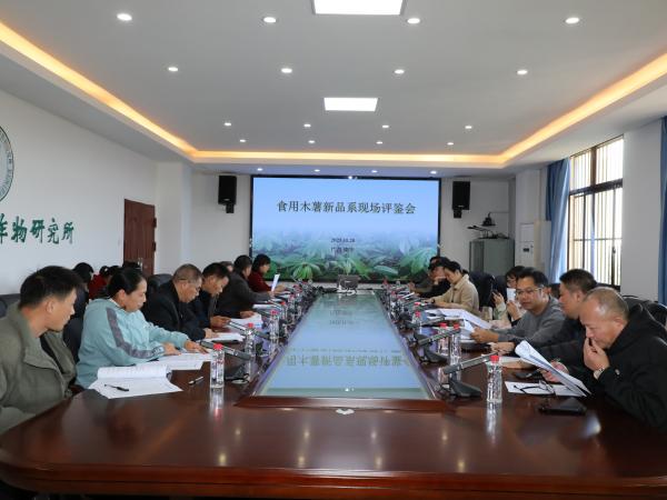 食用木薯新品系(15-42)现场评鉴会在广西热作所顺利召开