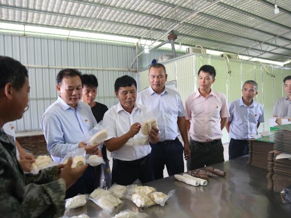 广西亚热带作物研究所:化“势能”为“动能”助力乡村振兴