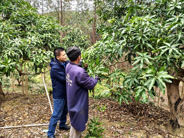 广西热作所科技人员赴百色市田东县开展芒果寒害调查及摘花技术示范