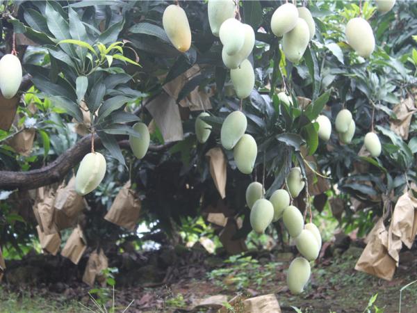 桂热芒10号植株结果 桂热芒10号植株结果